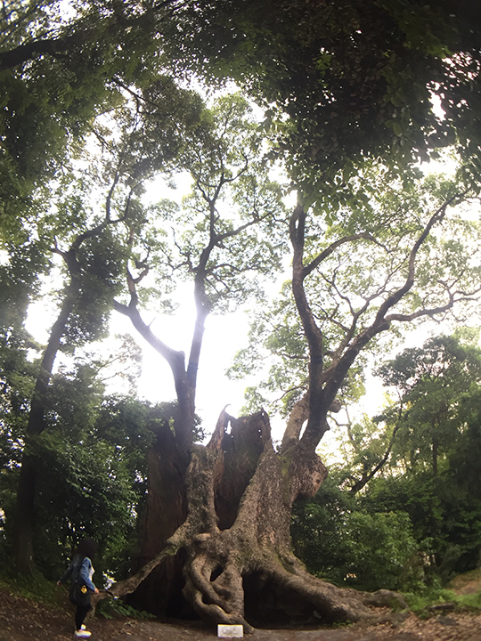 佐賀県武雄には樹齢3000年を超える楠が3本もあります