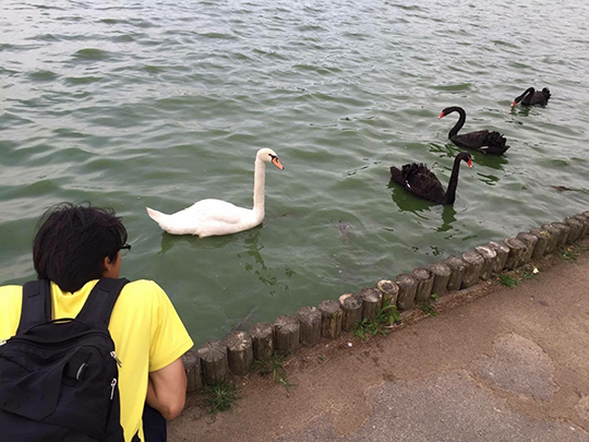 千波湖には白鳥と黒鳥がいます