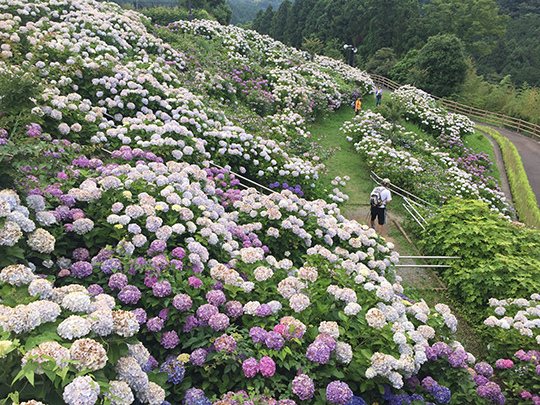 秦野戸川公園は今紫陽花が咲き誇っています